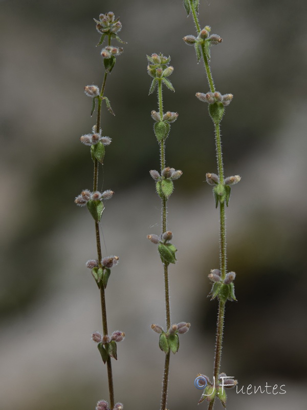 Galium verticillatum.04