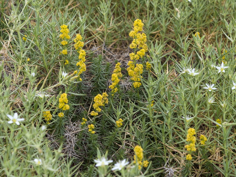 Galium verum.01