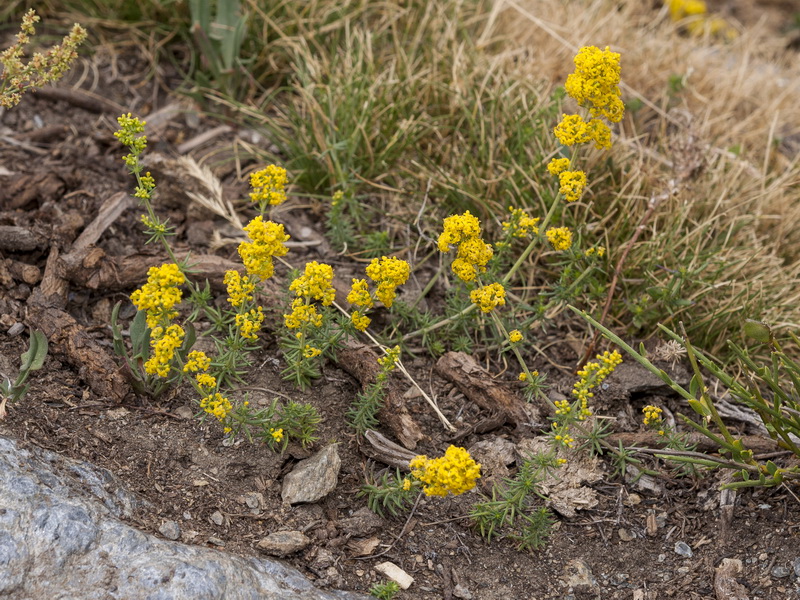 Galium verum.03