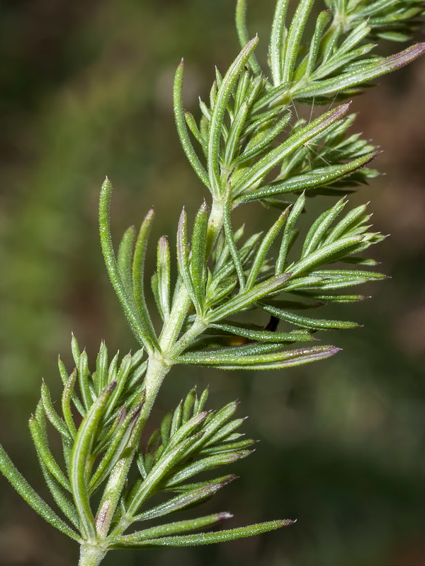 Galium verum.05