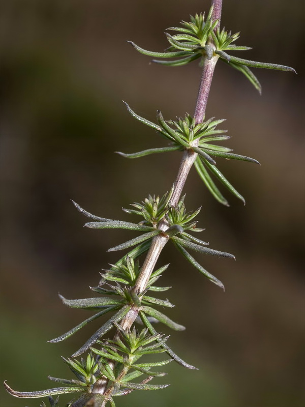 Galium verum.07