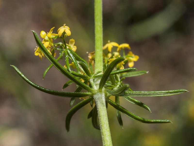 Galium verum.08