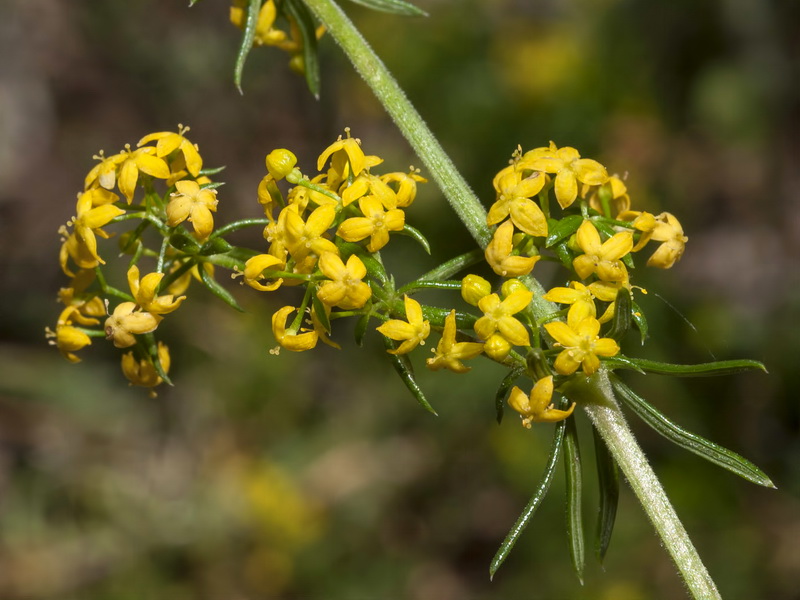 Galium verum.09