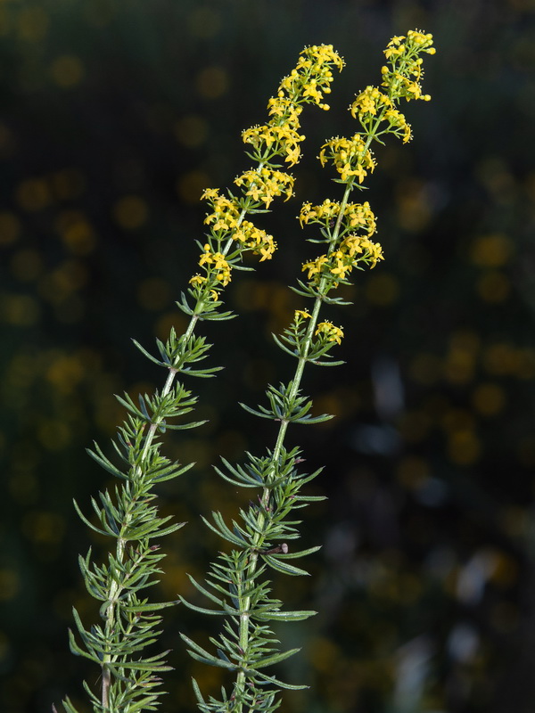 Galium verum.11