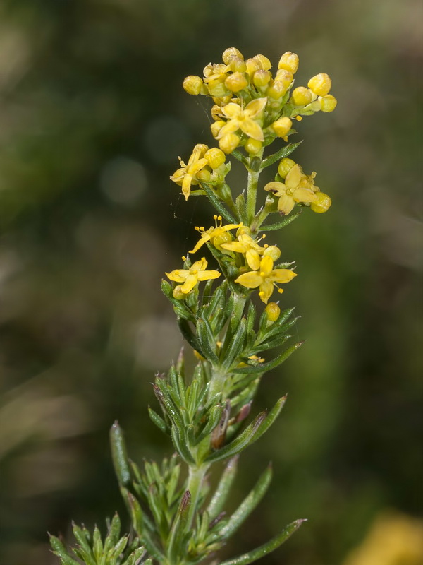 Galium verum.12