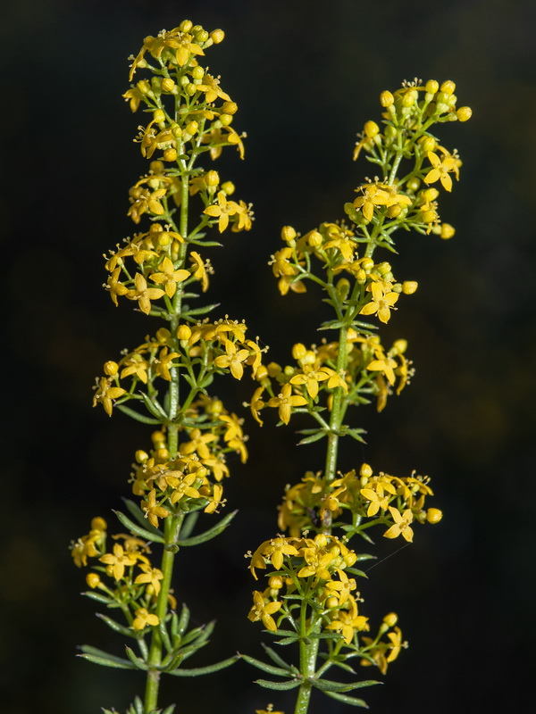 Galium verum.15