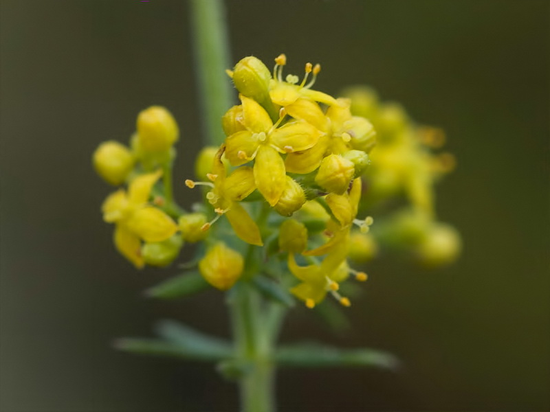 Galium verum.20