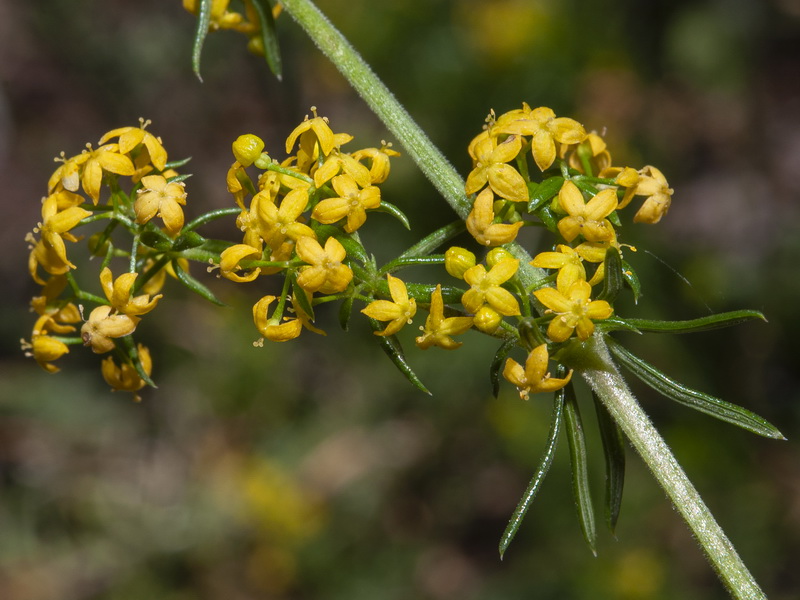 Galium verum.24