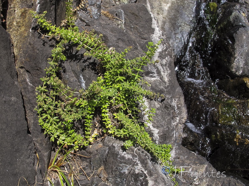 Galium viridiflorum.01