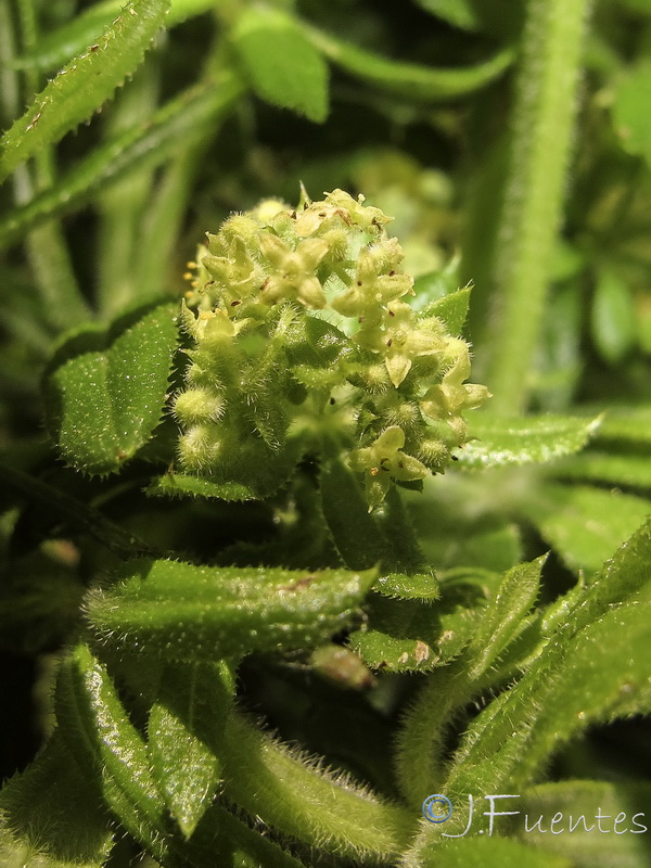 Galium viridiflorum.04