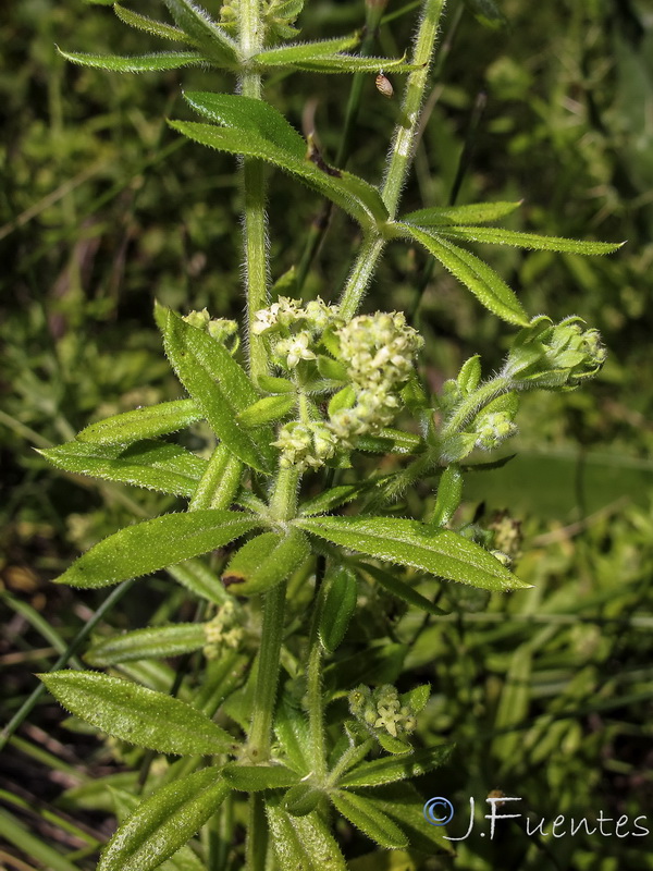 Galium viridiflorum.05