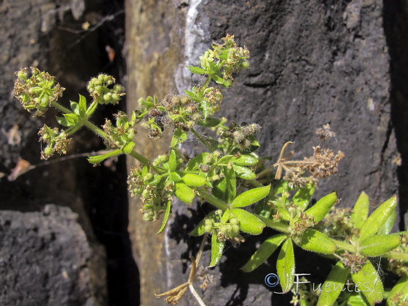 Galium viridiflorum.07