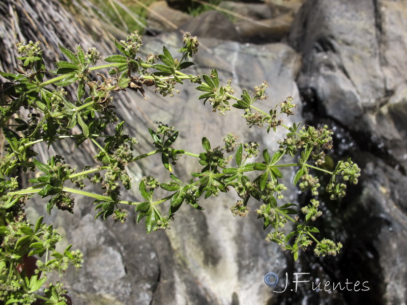 Galium viridiflorum.09