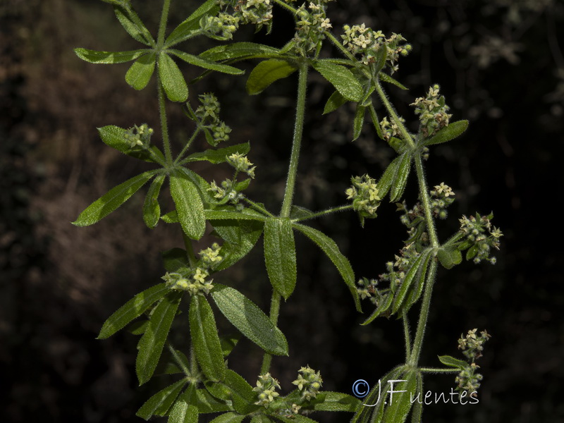 Galium viridiflorum.11