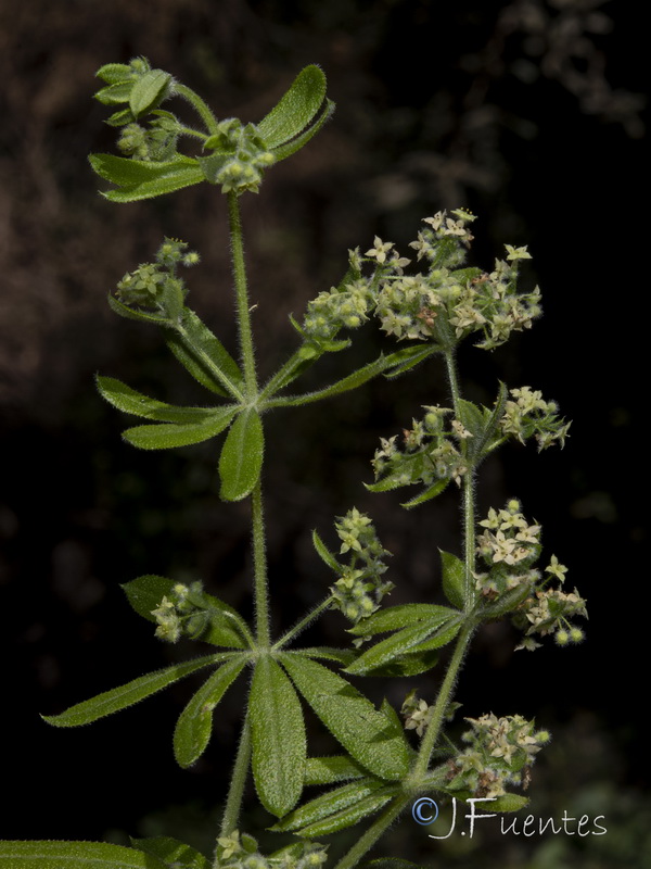Galium viridiflorum.13