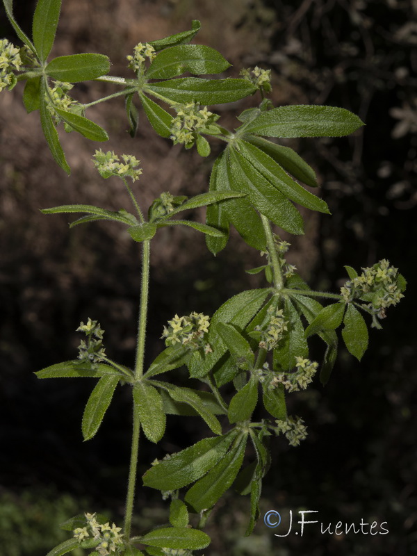 Galium viridiflorum.14