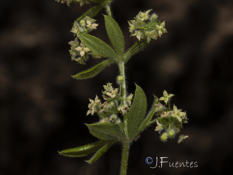 Galium viridiflorum.15