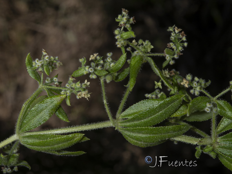 Galium viridiflorum.10