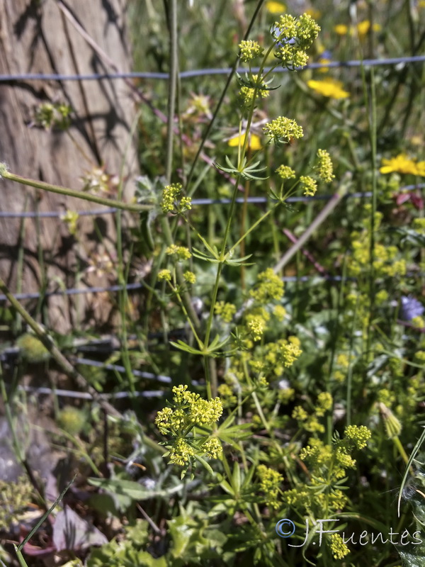 Galium viscosum.01