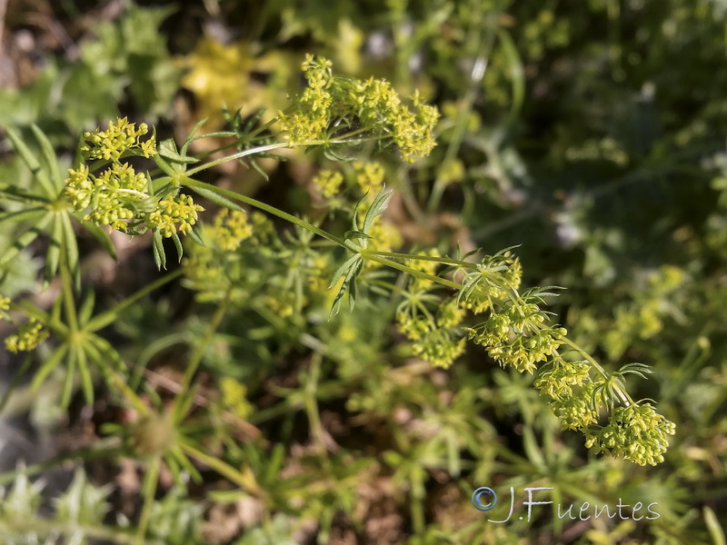 Galium viscosum.02