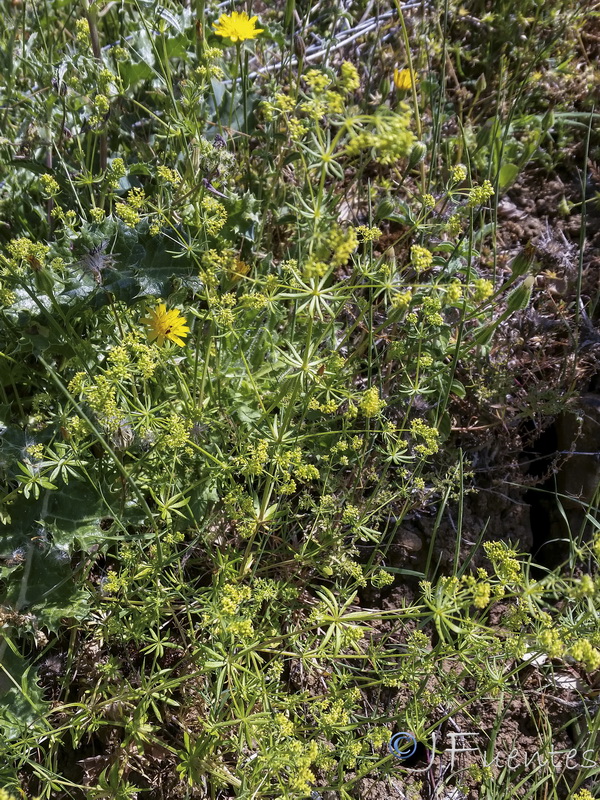 Galium viscosum.04