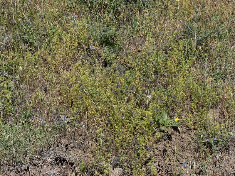 Galium viscosum.05