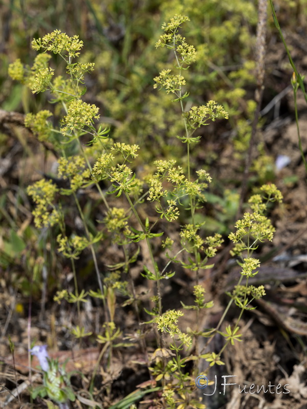 Galium viscosum.06