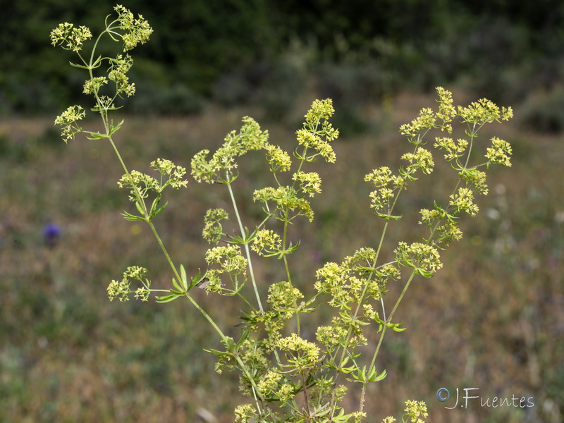 Galium viscosum.07