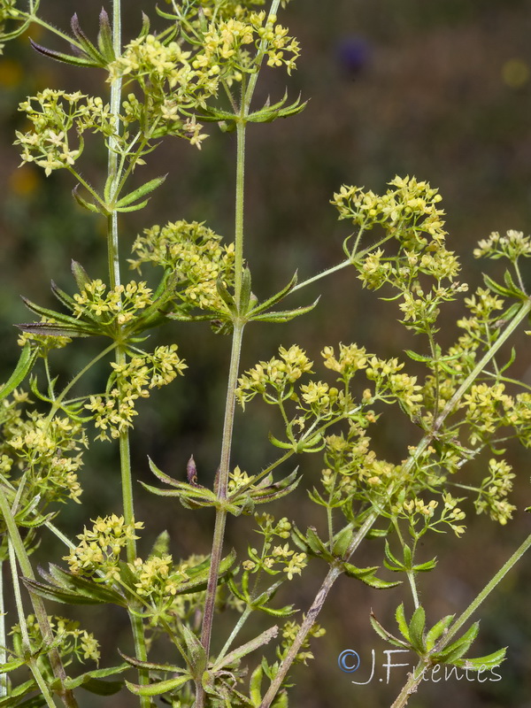 Galium viscosum.08