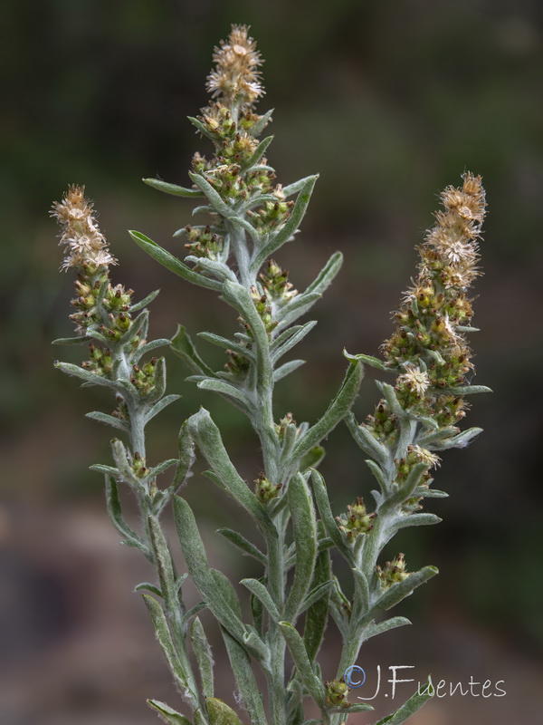 Gamochaeta subfalcata.01