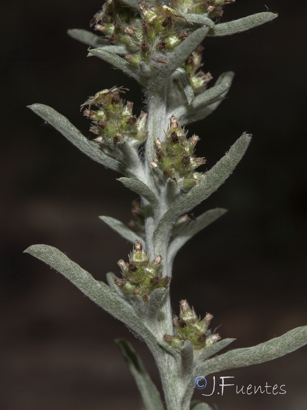 Gamochaeta subfalcata.03