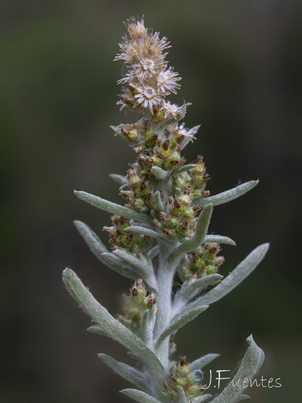 Gamochaeta subfalcata.04