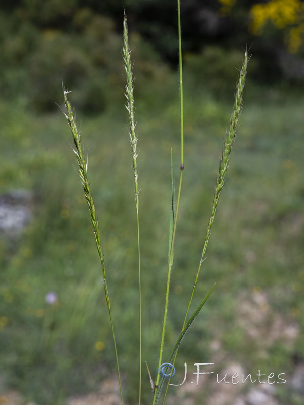 Gaudinia fragilis.01