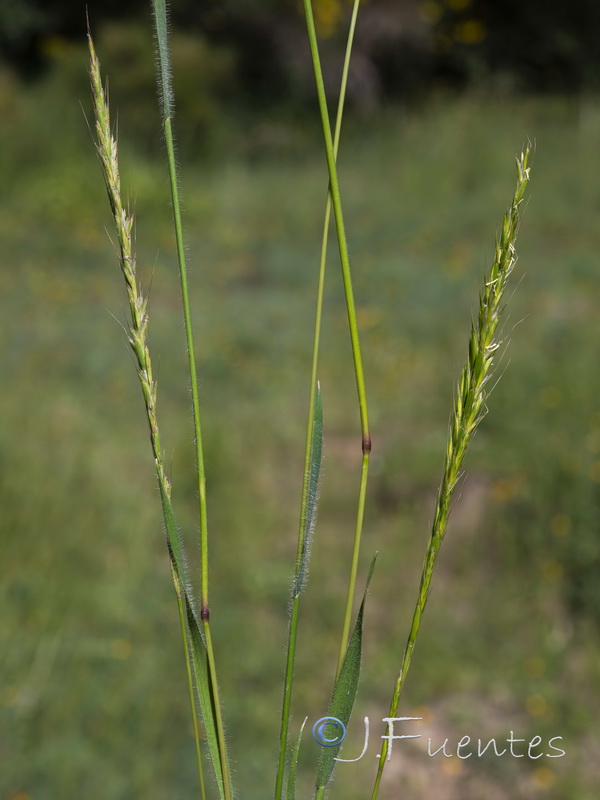 Gaudinia fragilis.03