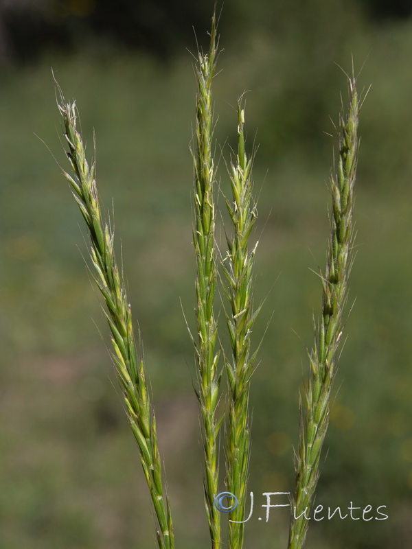 Gaudinia fragilis.04