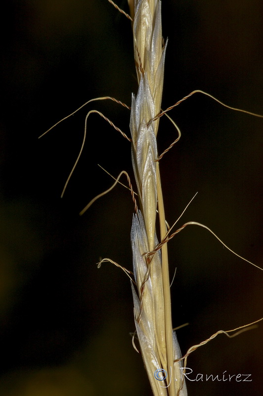 Gaudinia fragilis.06