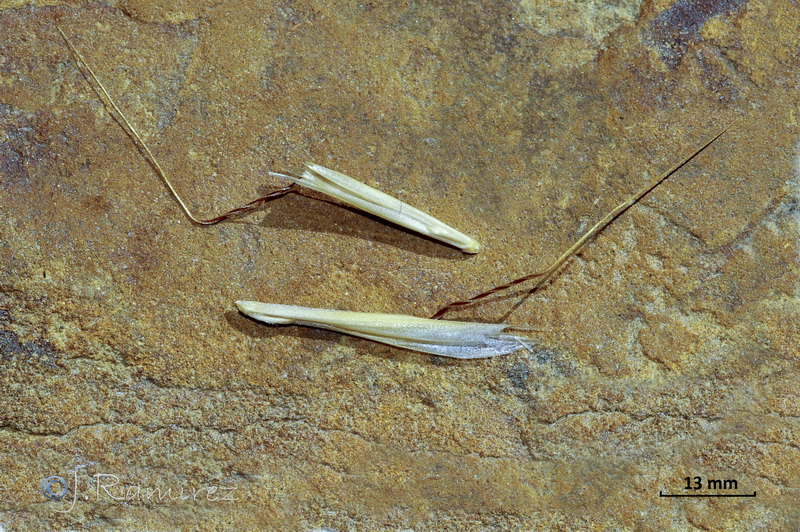 Gaudinia fragilis.07