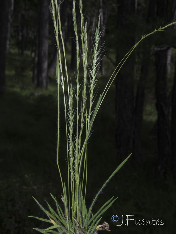 Gaudinia fragilis.08