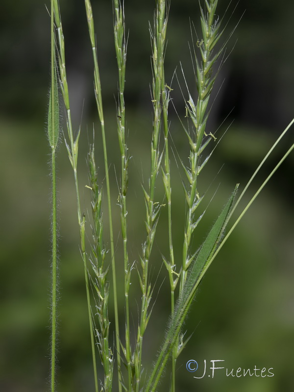 Gaudinia fragilis.09