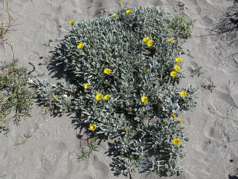 Gazania nivea.01