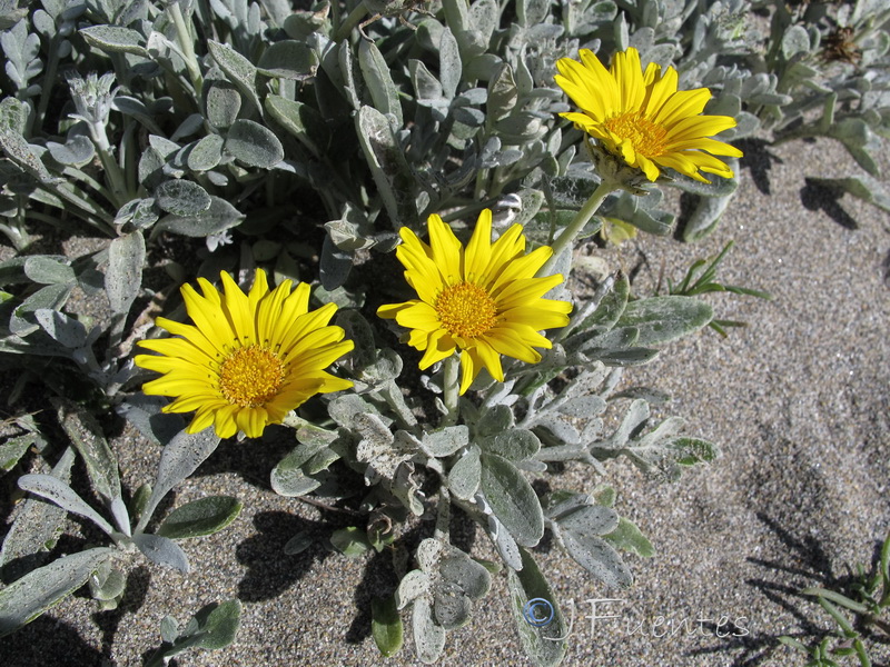 Gazania nivea.02