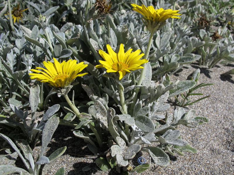 Gazania nivea.03