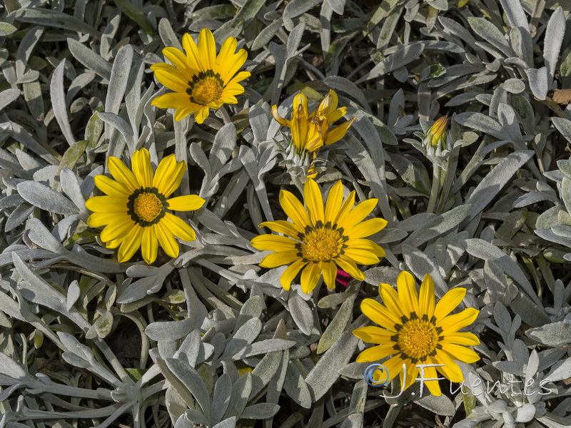 Gazania nivea.05