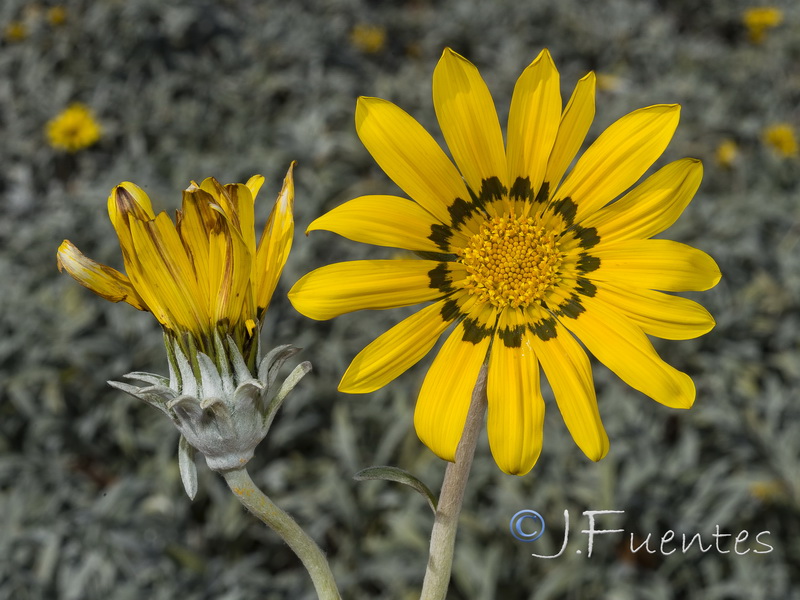 Gazania nivea.07