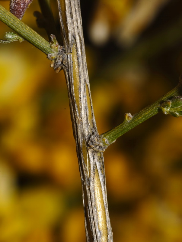 Genista cinerea.04