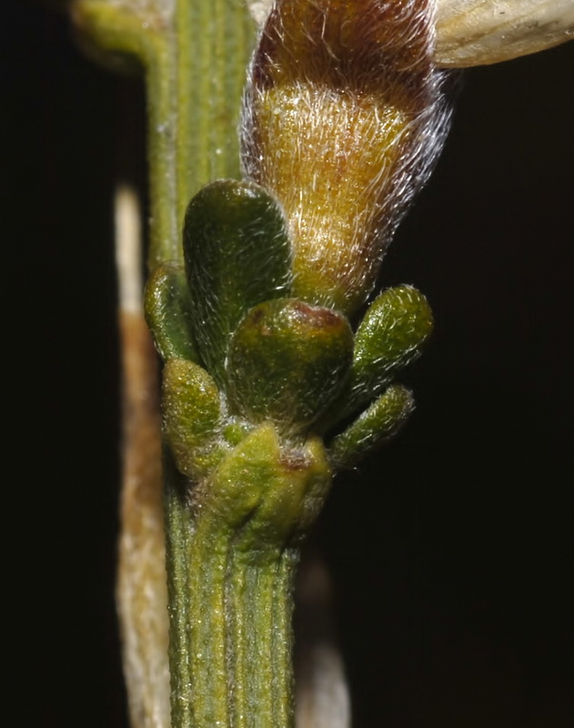 Genista cinerea.05