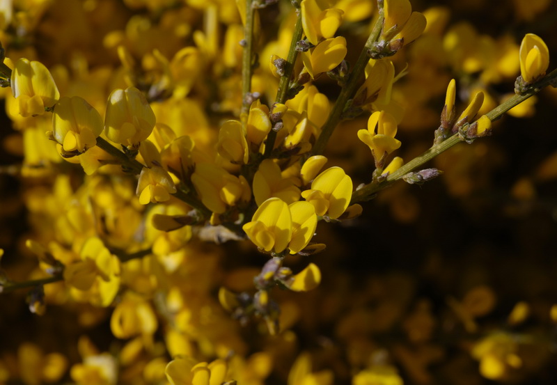 Genista cinerea.07