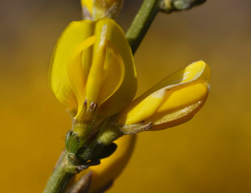 Genista cinerea.08