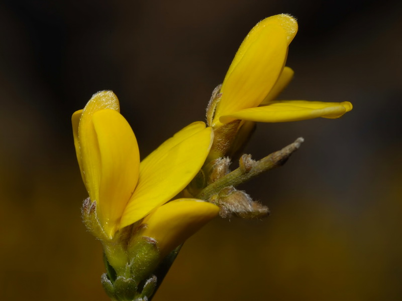 Genista cinerea.11