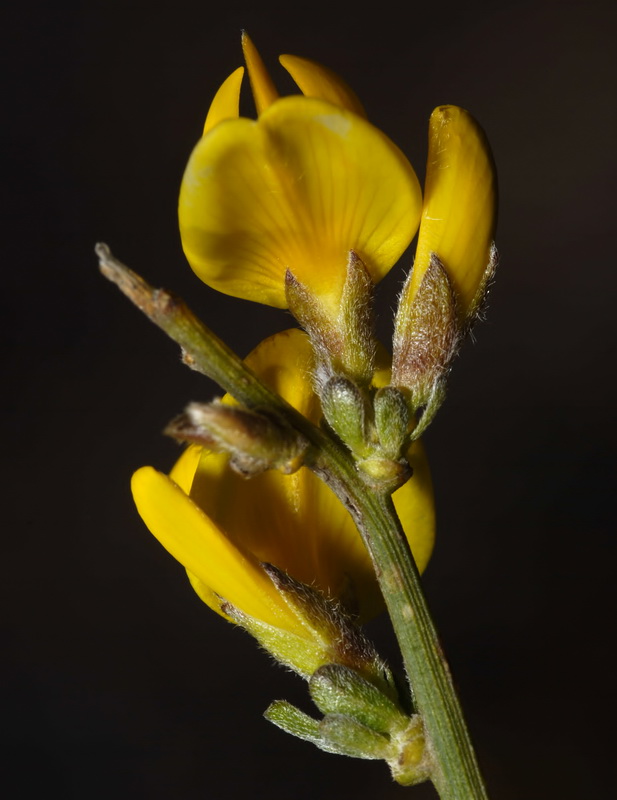 Genista cinerea.15